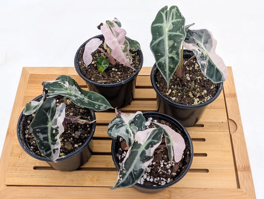 Alocasia Polly Snowflake Batch #3