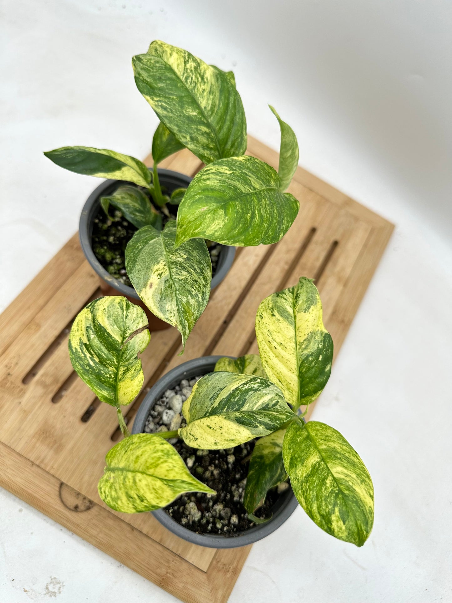 Rhaphidophora Puberula Variegated (2 plants propagated in each pot)