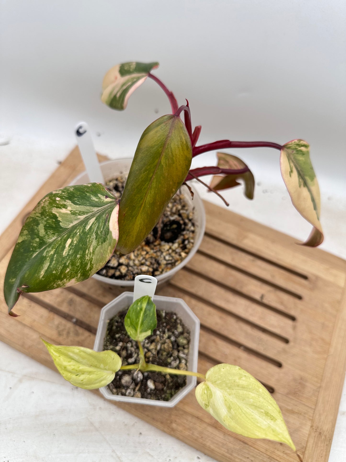 Combo Sale - Philodendron Strawberry Shake & Gloriosum Variegated