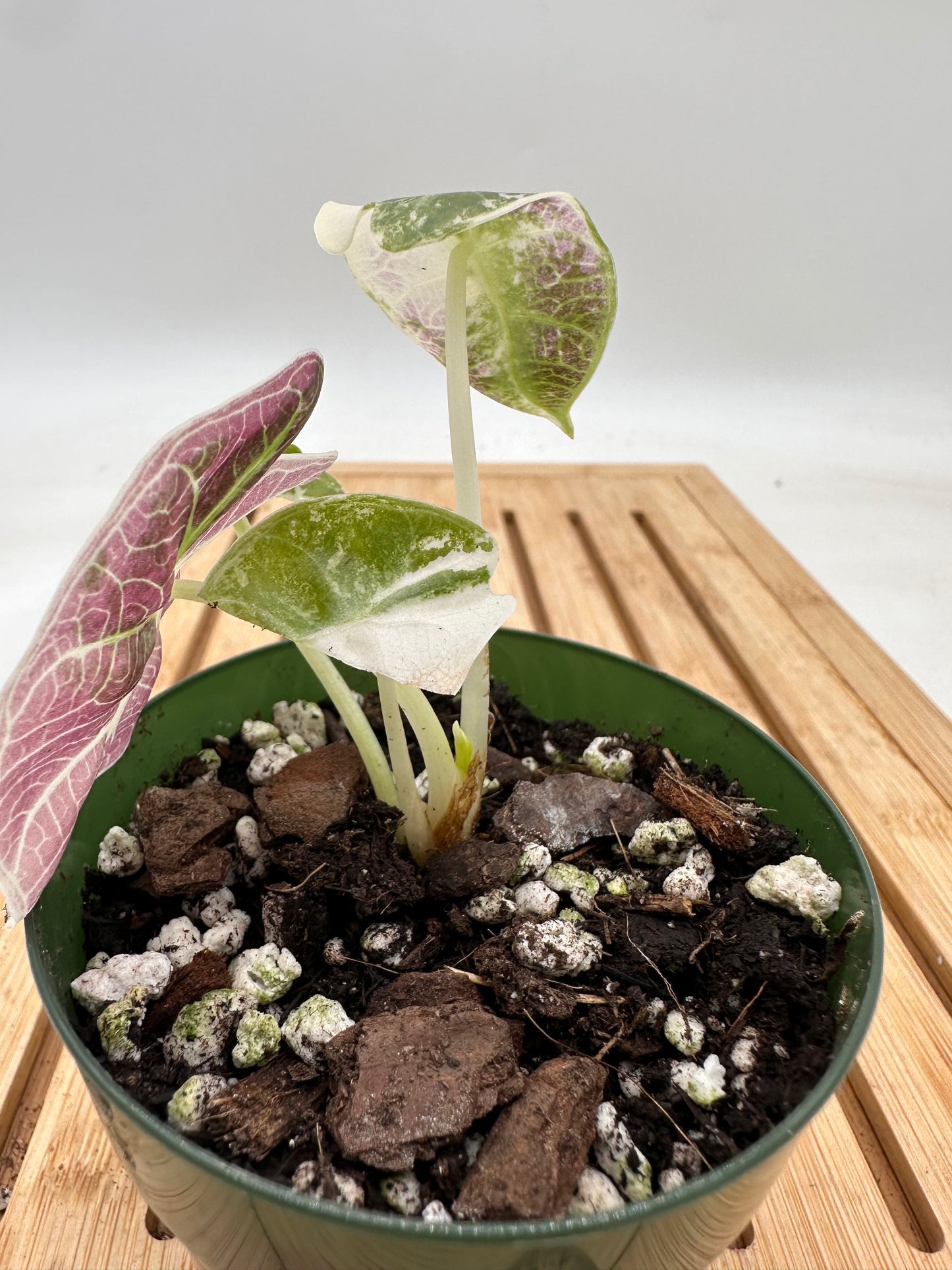 Alocasia Watsoniana Albo Pink Variegated