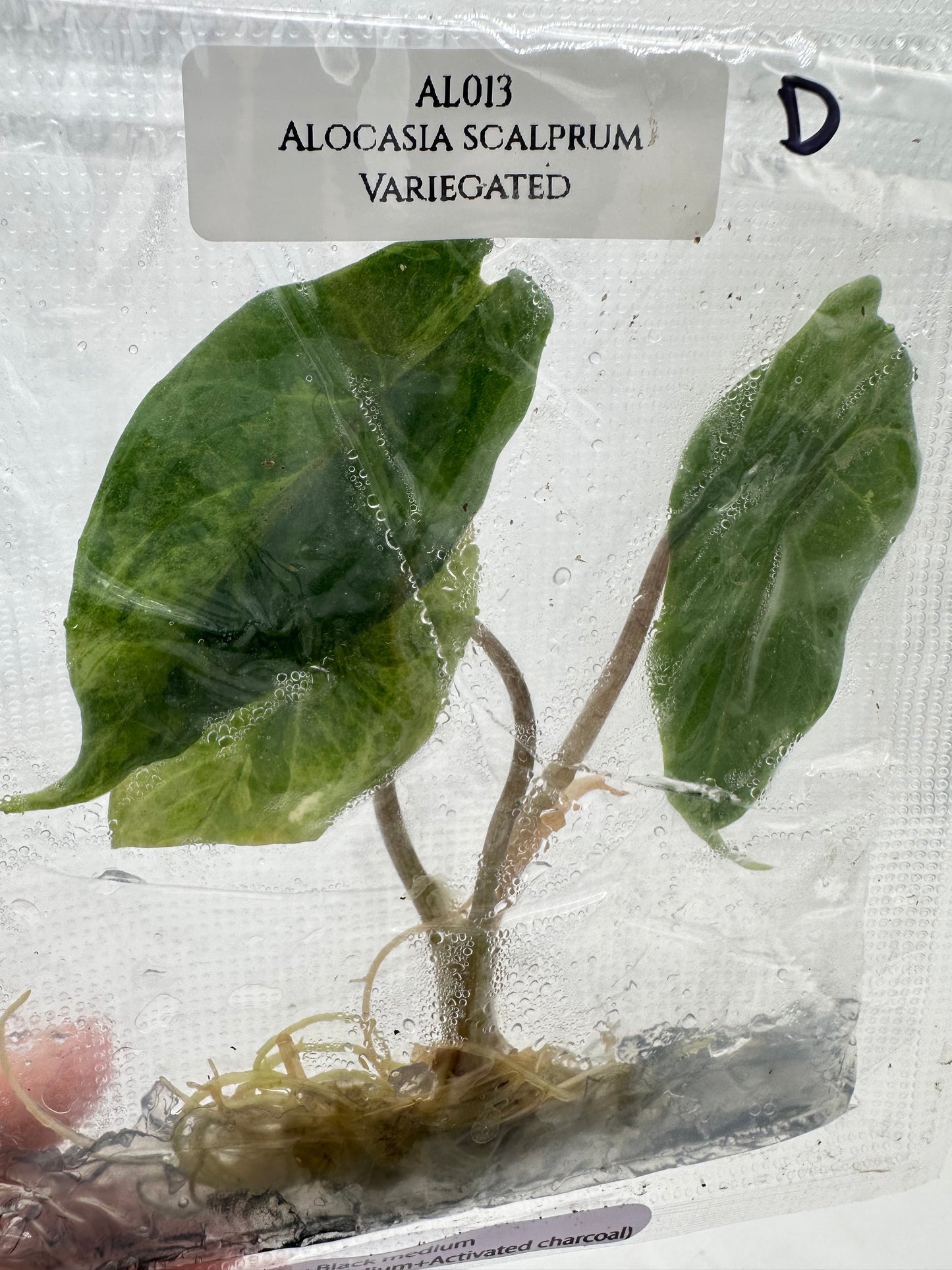 Tissue Culture - Alocasia Scalprum Variegated
