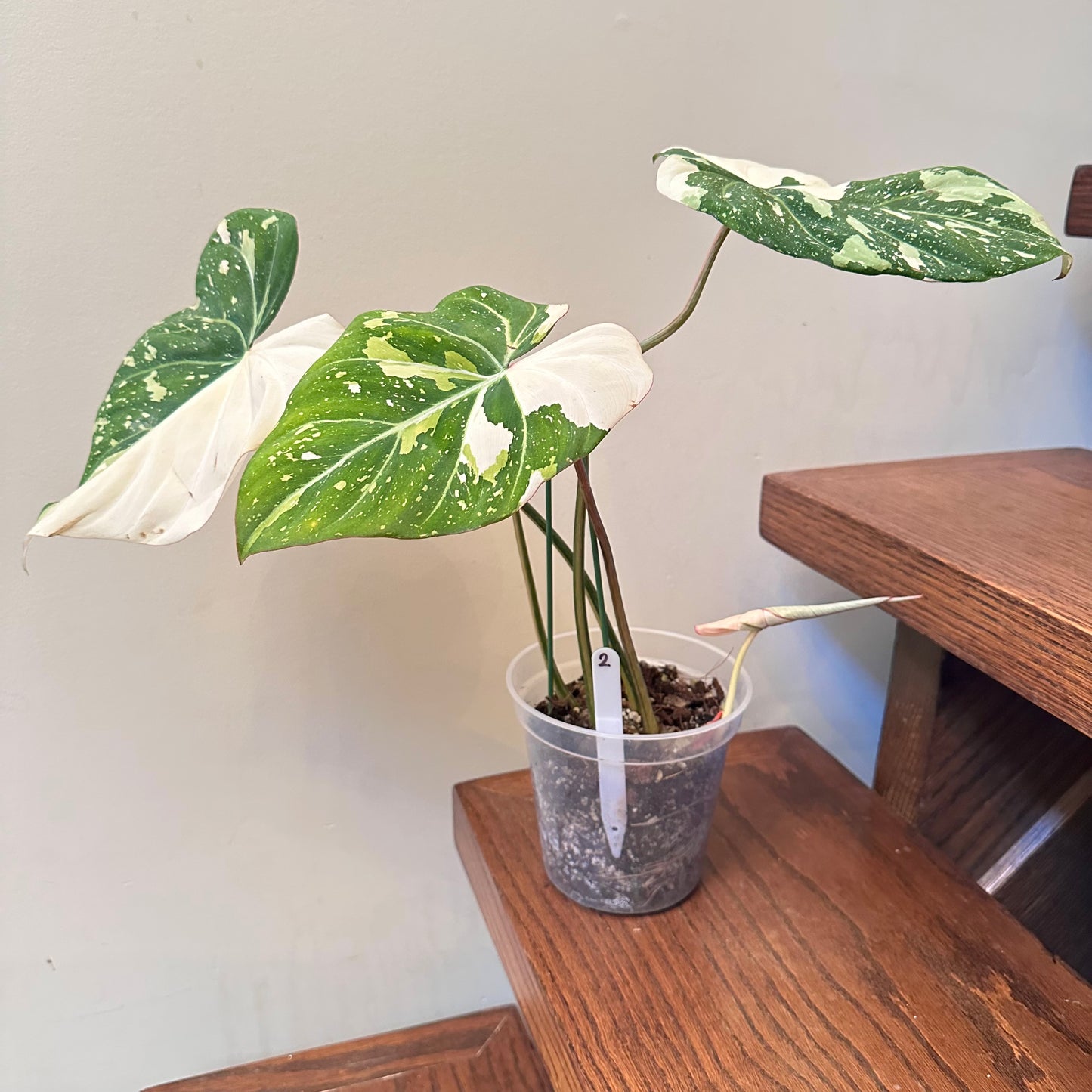 Philodendron Gloriosum Variegated 02