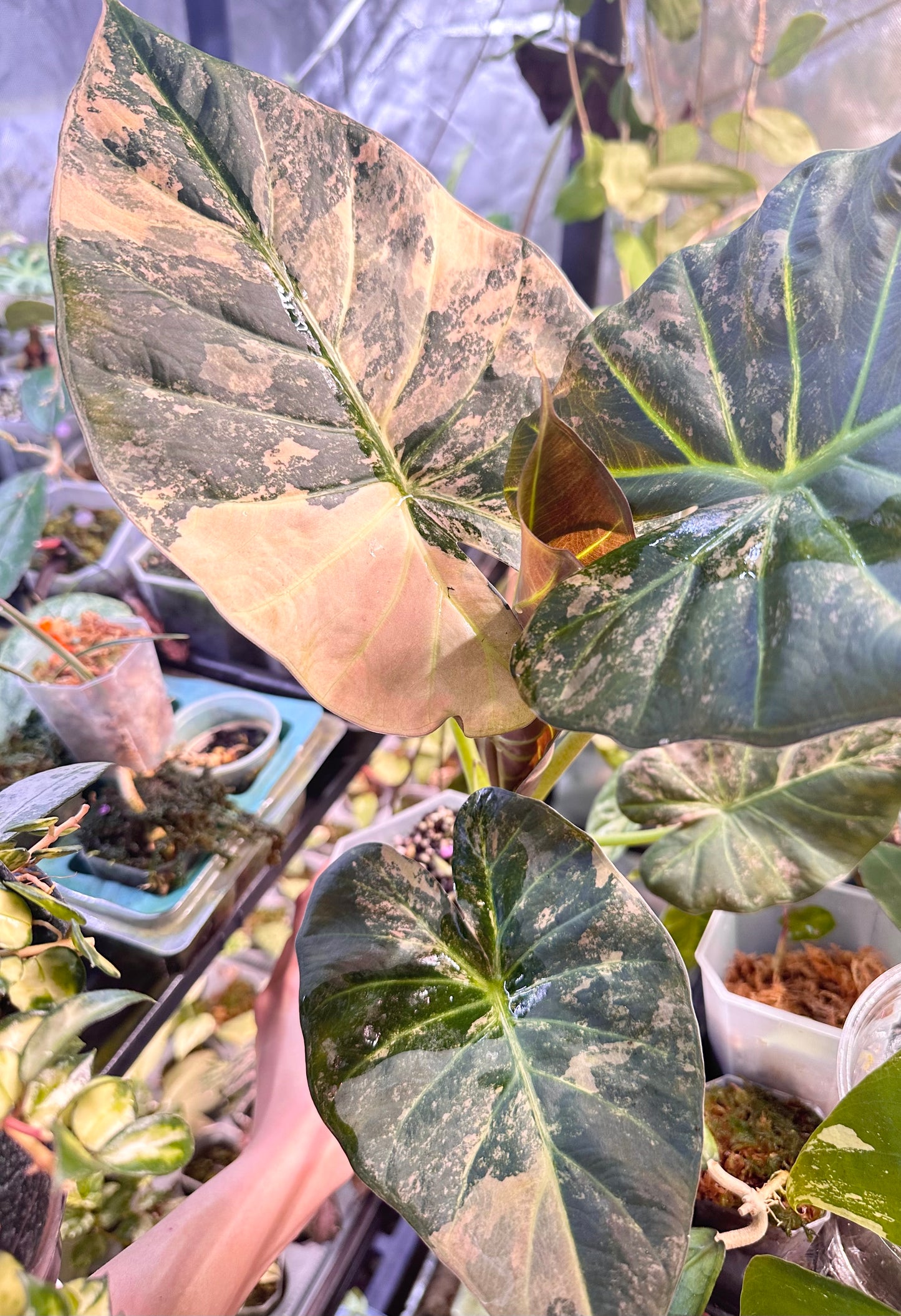 Alocasia Regal Shields Pink/Albo Variegated CORM