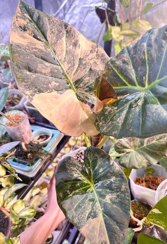 Alocasia Regal Shields Pink/Albo Variegated CORM