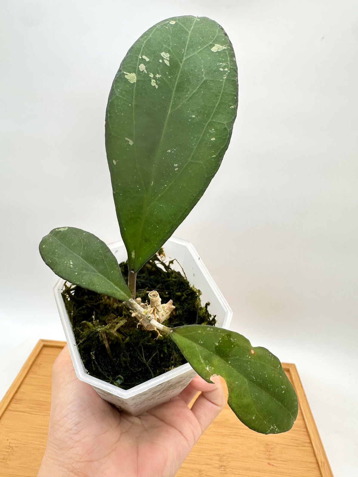 Hoya Nervosa x Joy - Rare Find