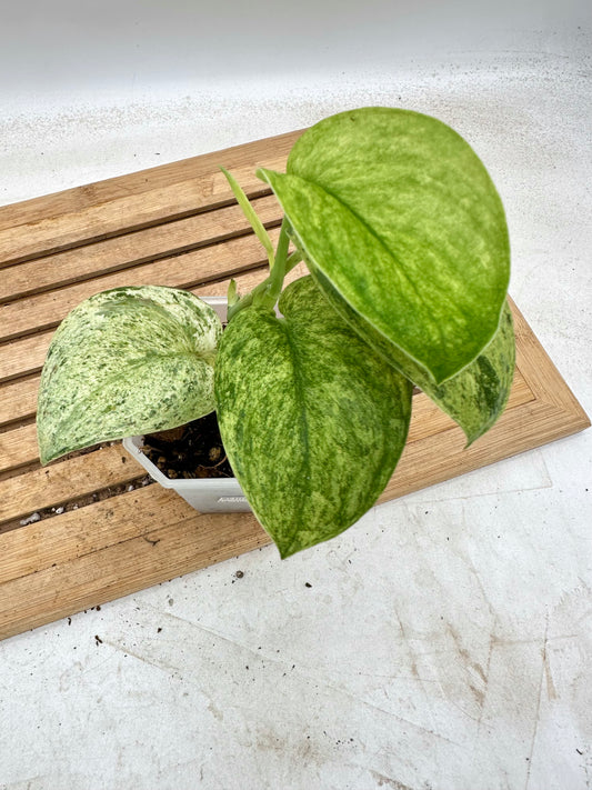 Scindapsus Jade Satin Marble Queen - 2 growths - Thanksgiving Sale 💚