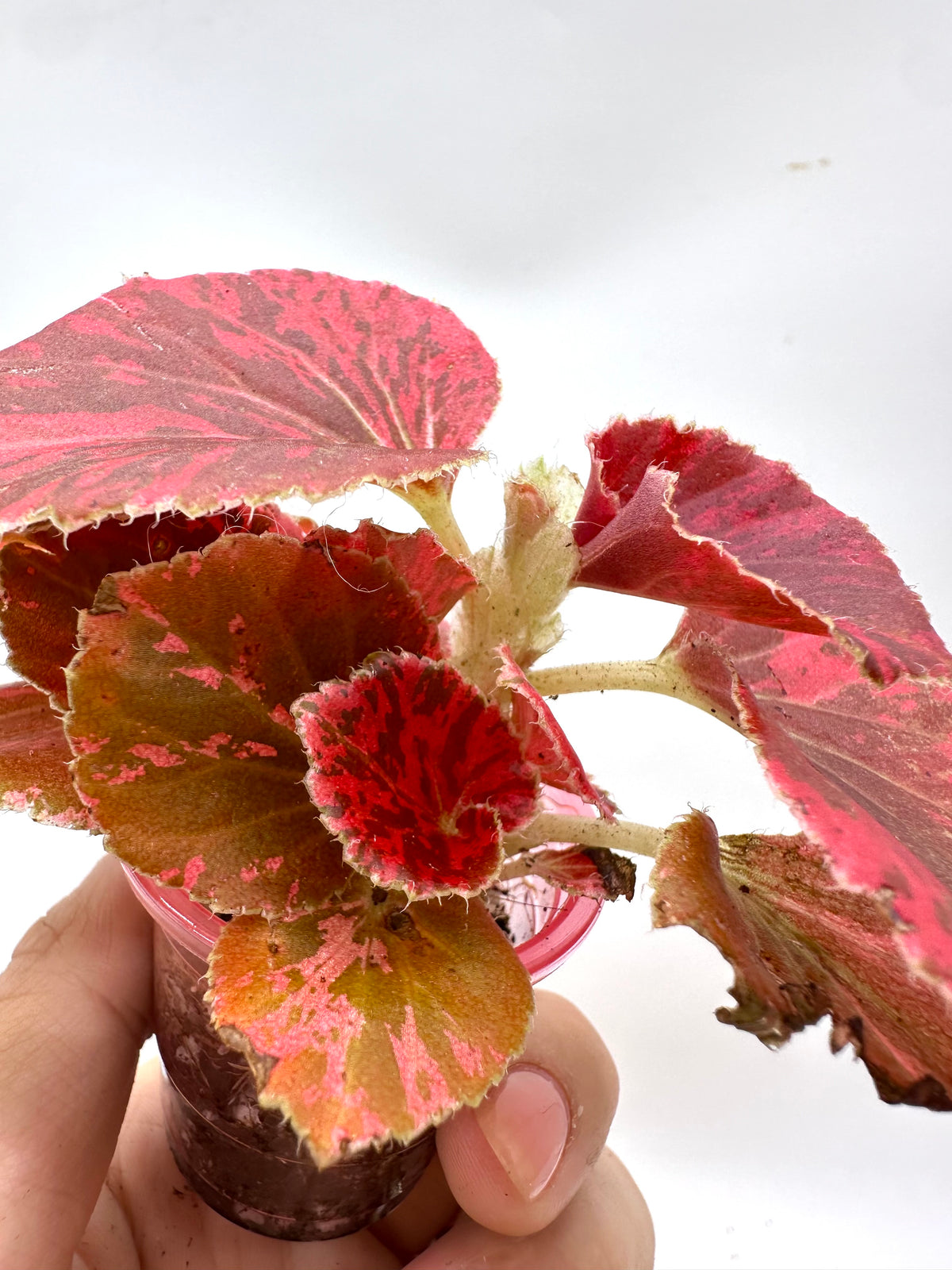 Begonia Semperflorens Red Variegated