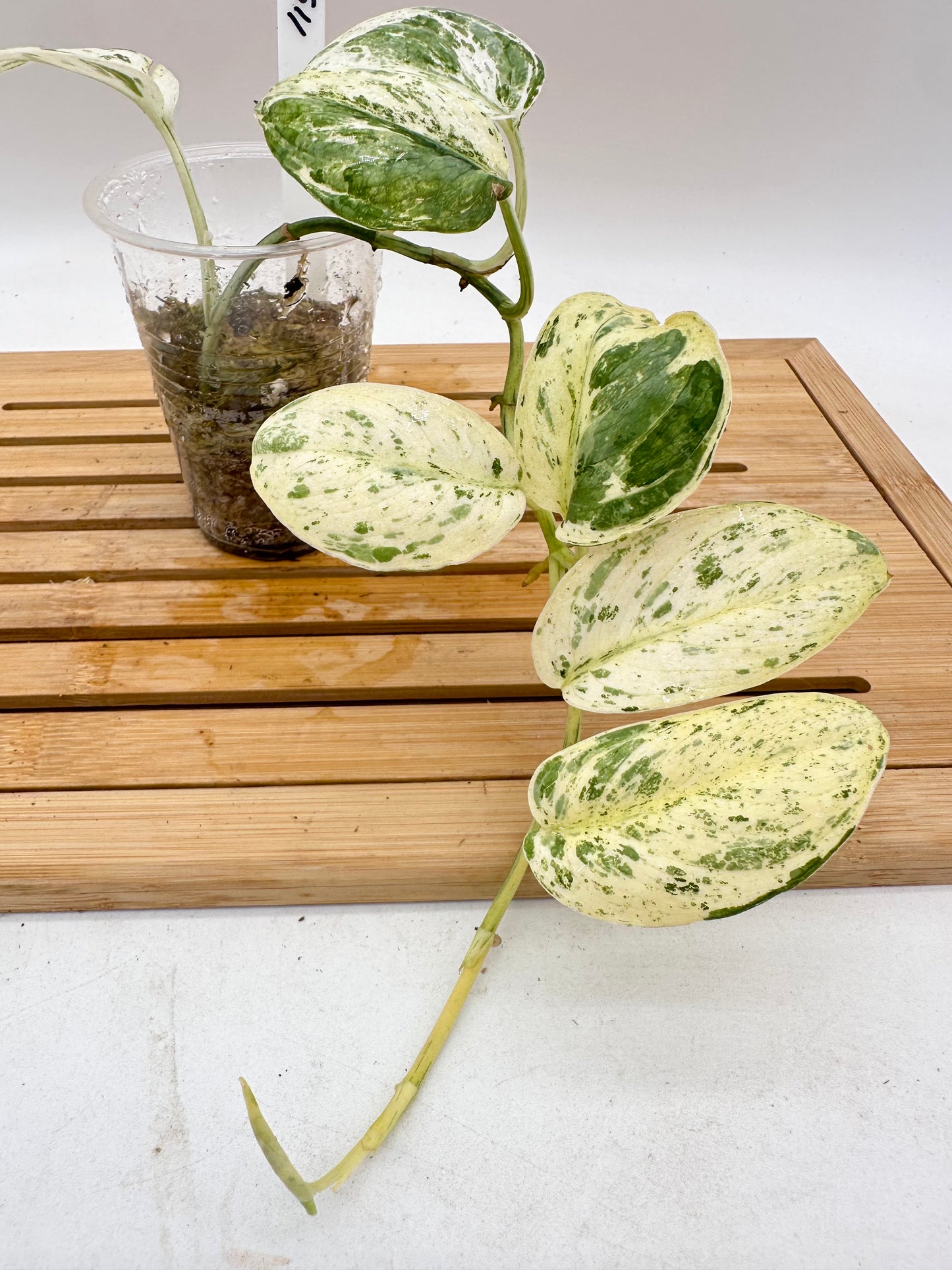 Scindapsus Cream Brulee