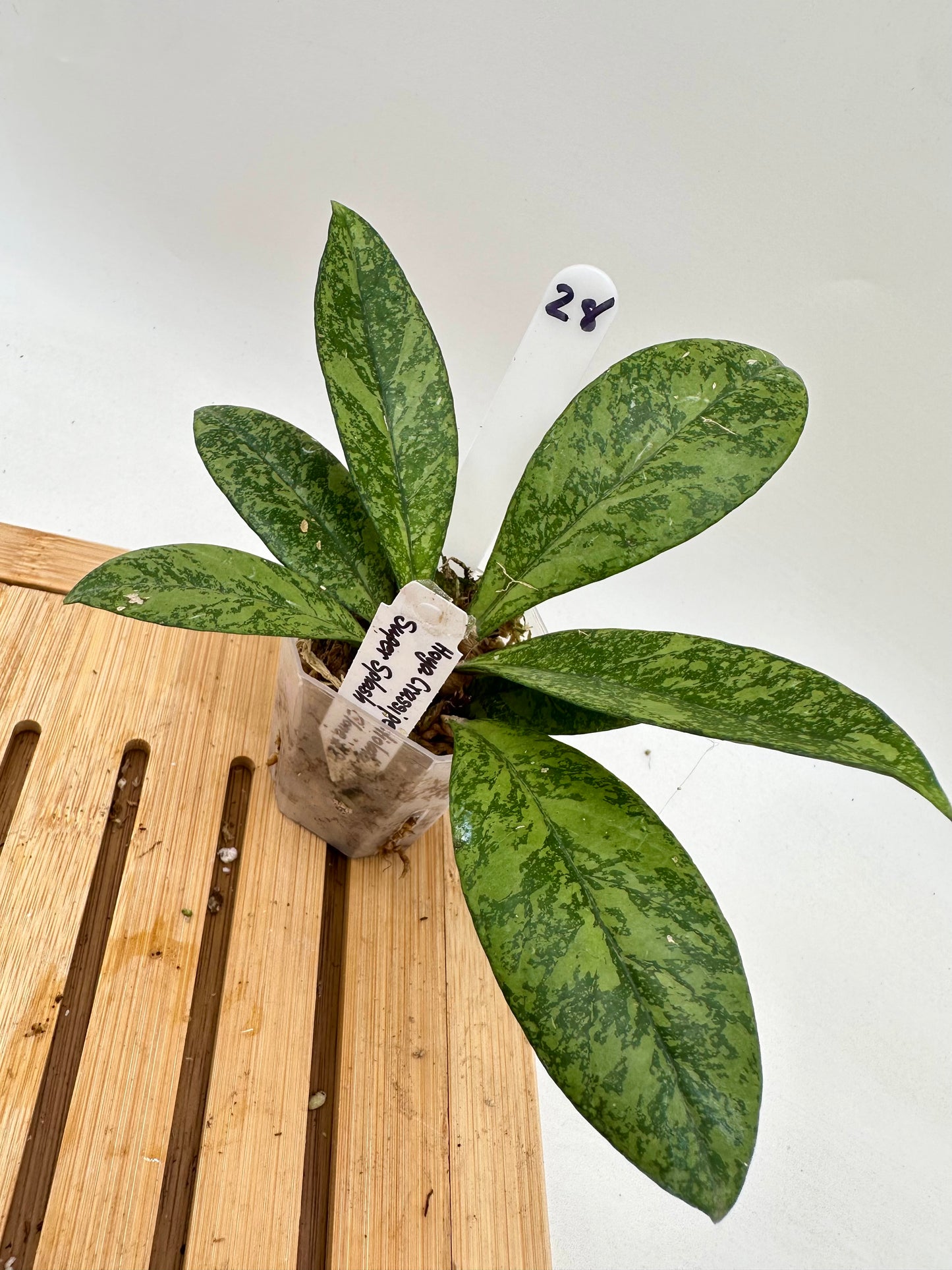 Hoya Crassiopetiolata Super Splash Clone #2