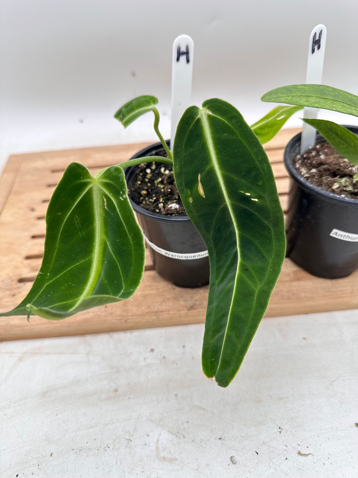 Combo Sale - Anthurium Warrocquenum Queen & Vittarifolium Variegated
