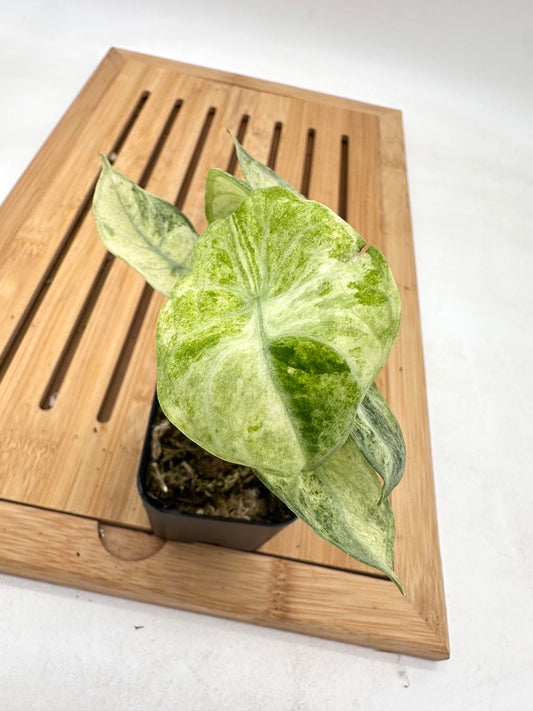 Alocasia Ninja Splash Tri-Color Variegated