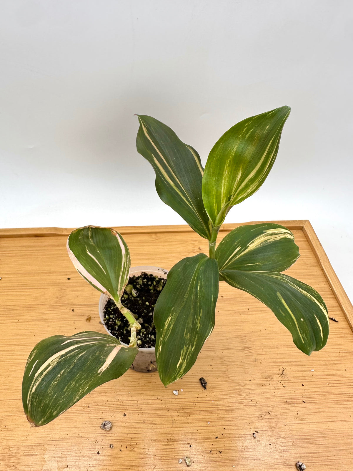 Spiral Ginger Pink Variegated