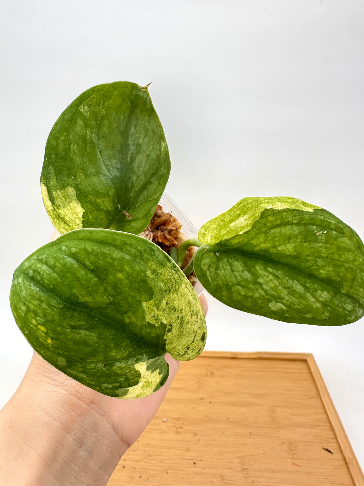 Scindapsus Swarnabhumi Variegated