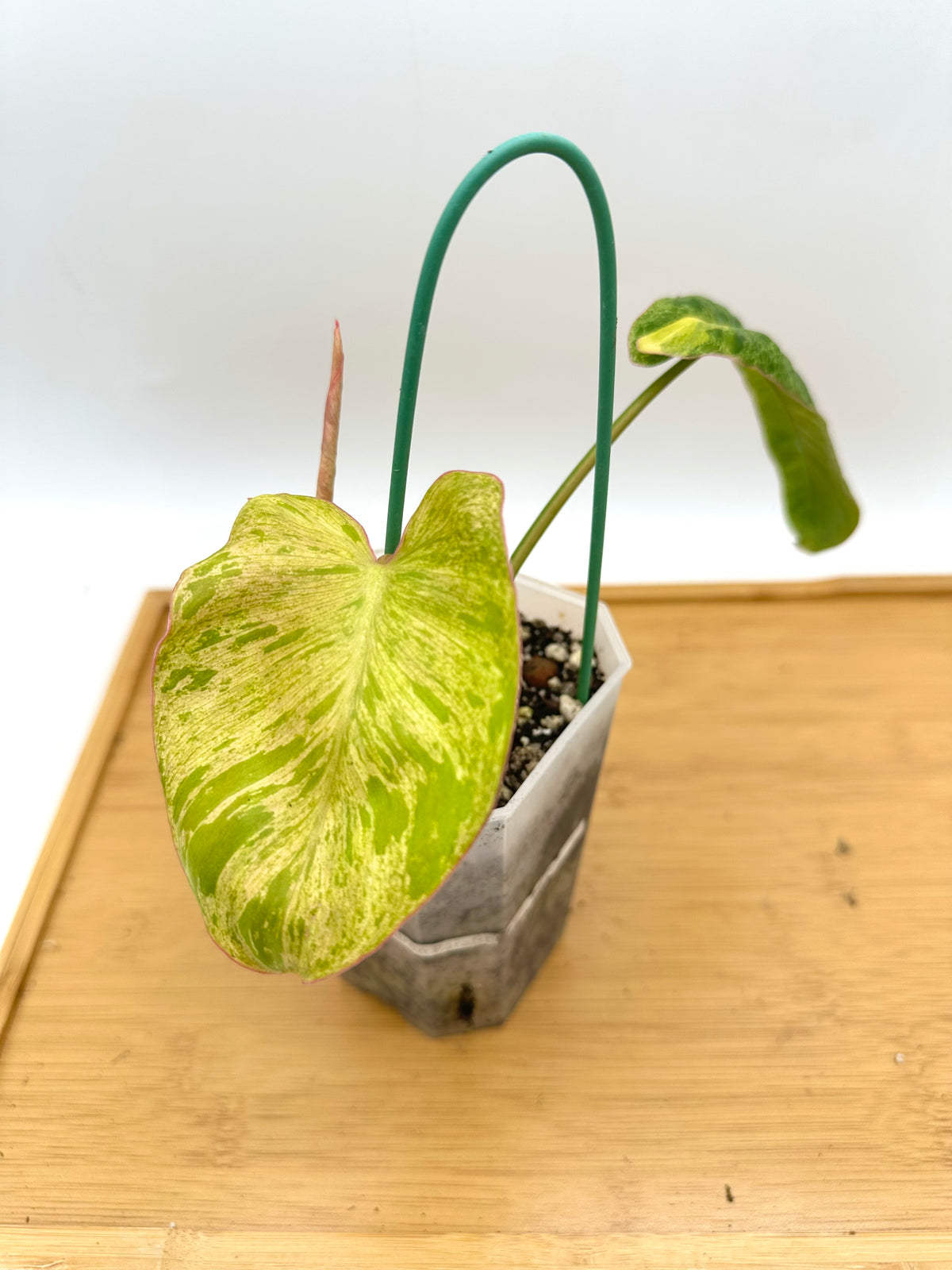 Philodendron Paraiso Verde Aurea Variegated