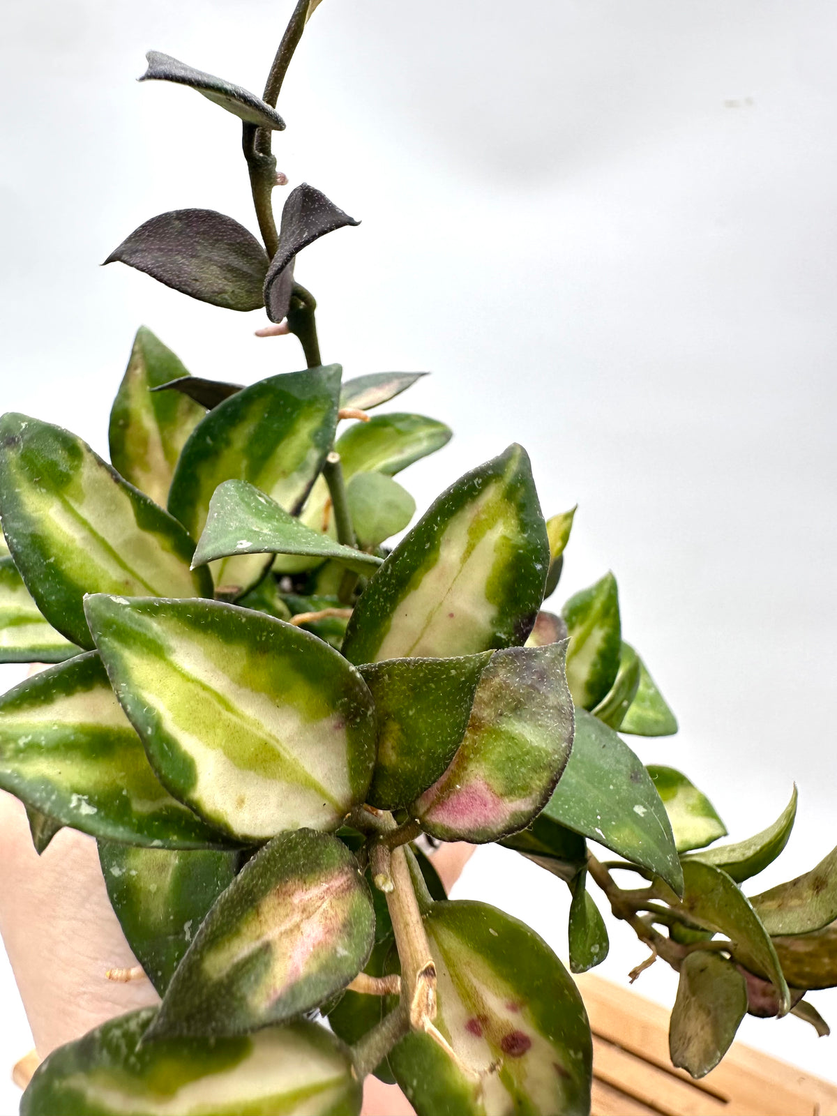 Hoya Lacunosa Red Bruno Variegated