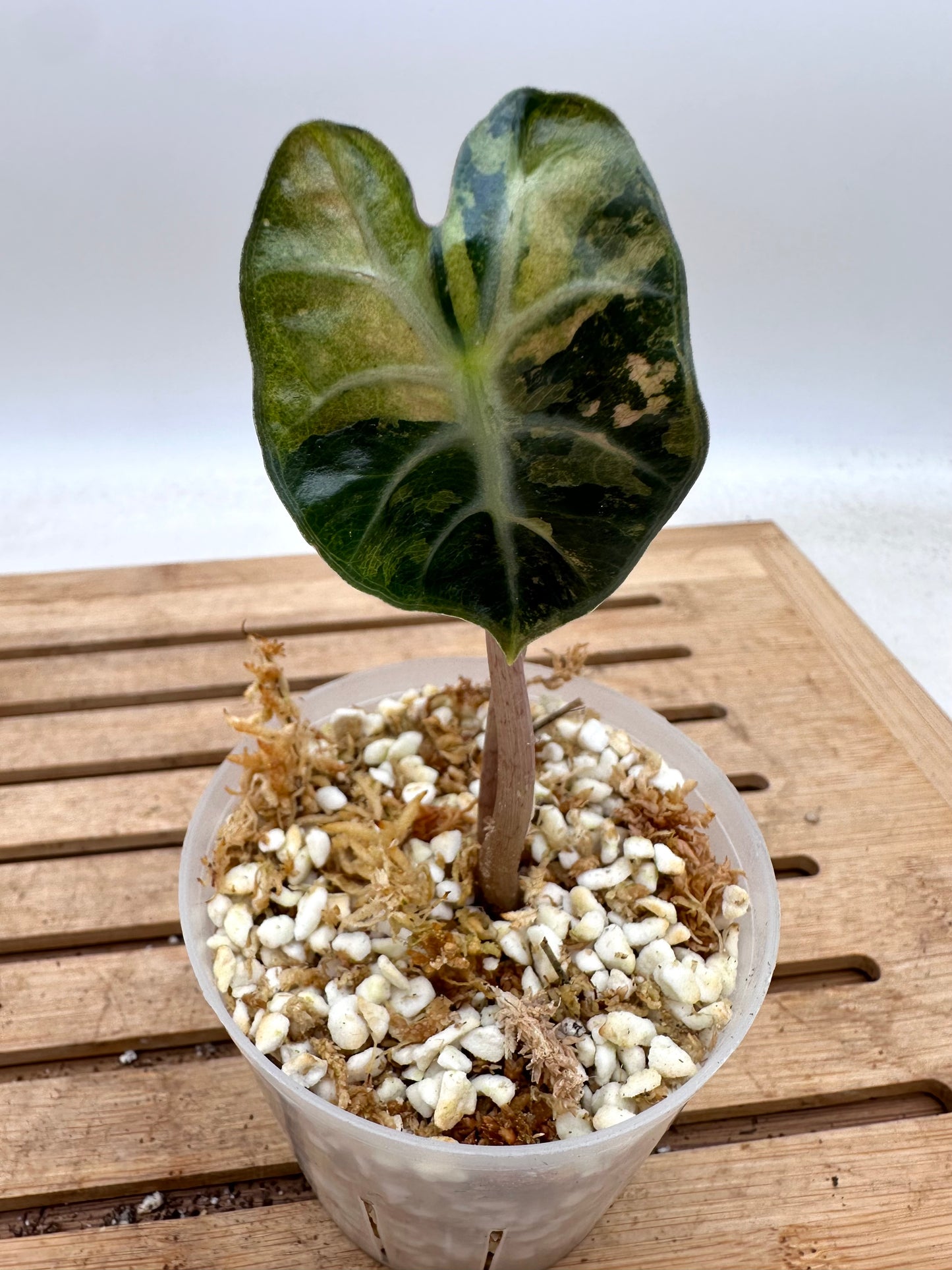 Alocasia Heart Balloon Variegated - August Sale