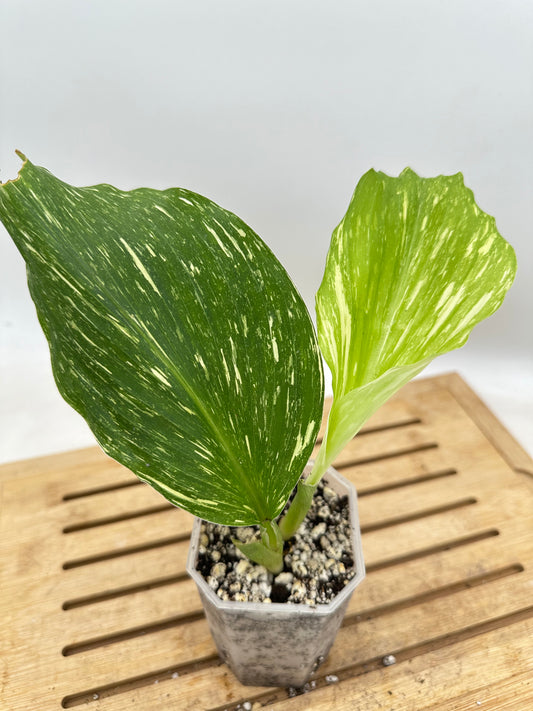 Kaempferia Sp. Variegated