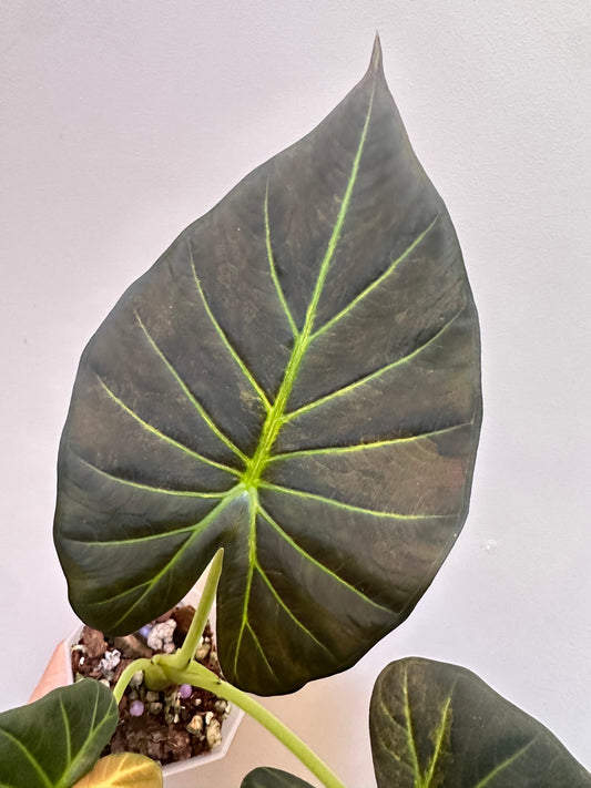 Alocasia Regal Shields Aurea Variegated