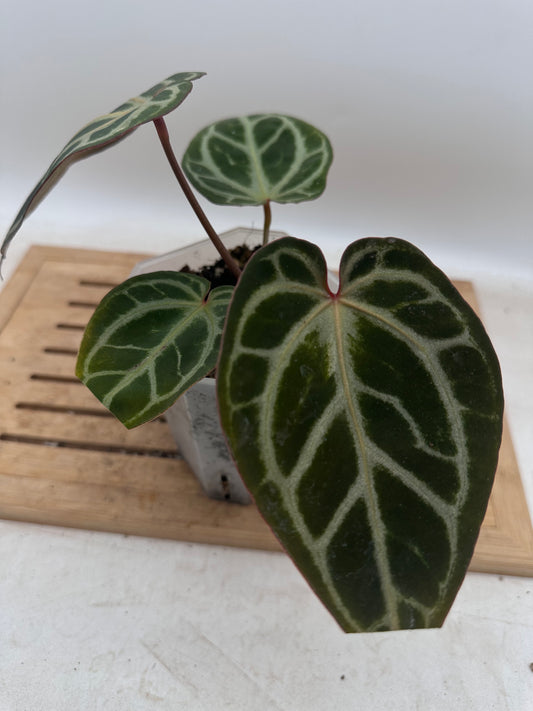 Anthurium Black Crystallinum x Red Crystallinum