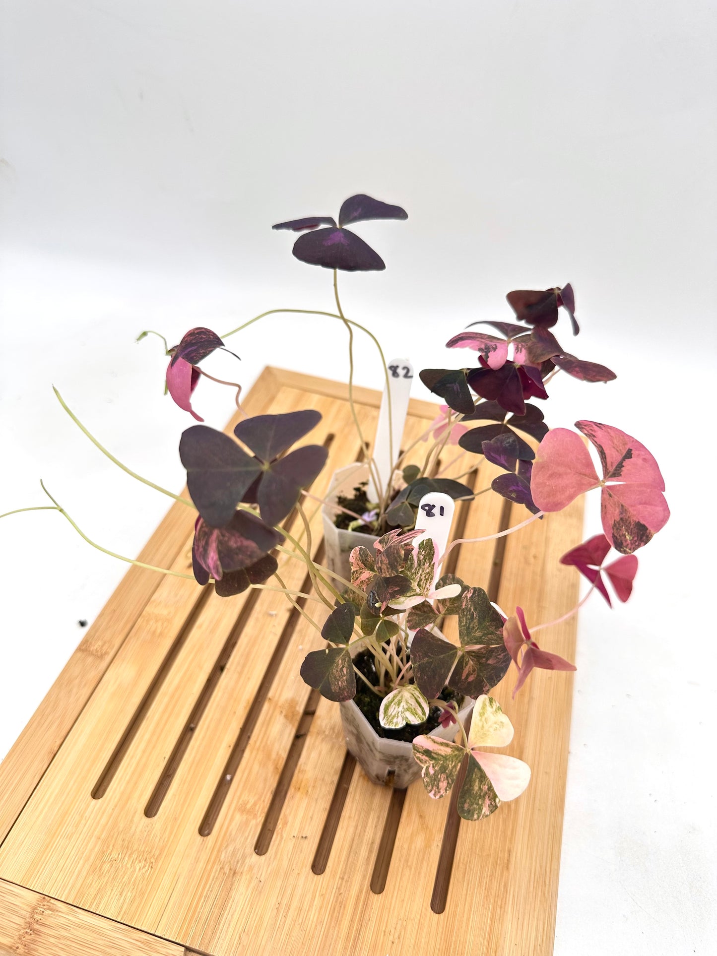Oxalis Triangularis Pink Variegated 🩷 081 082