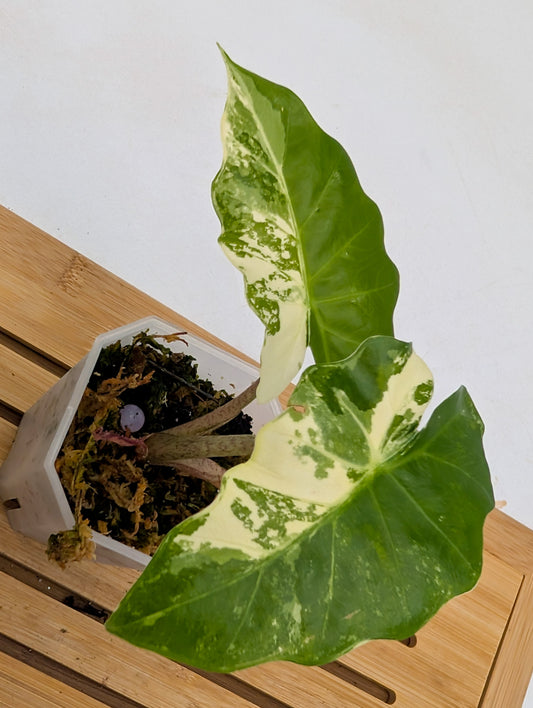 Alocasia Low Rider Albo Variegated