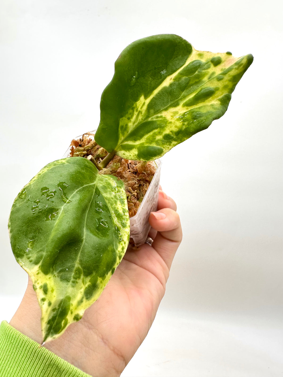 Hoya Cv Candy