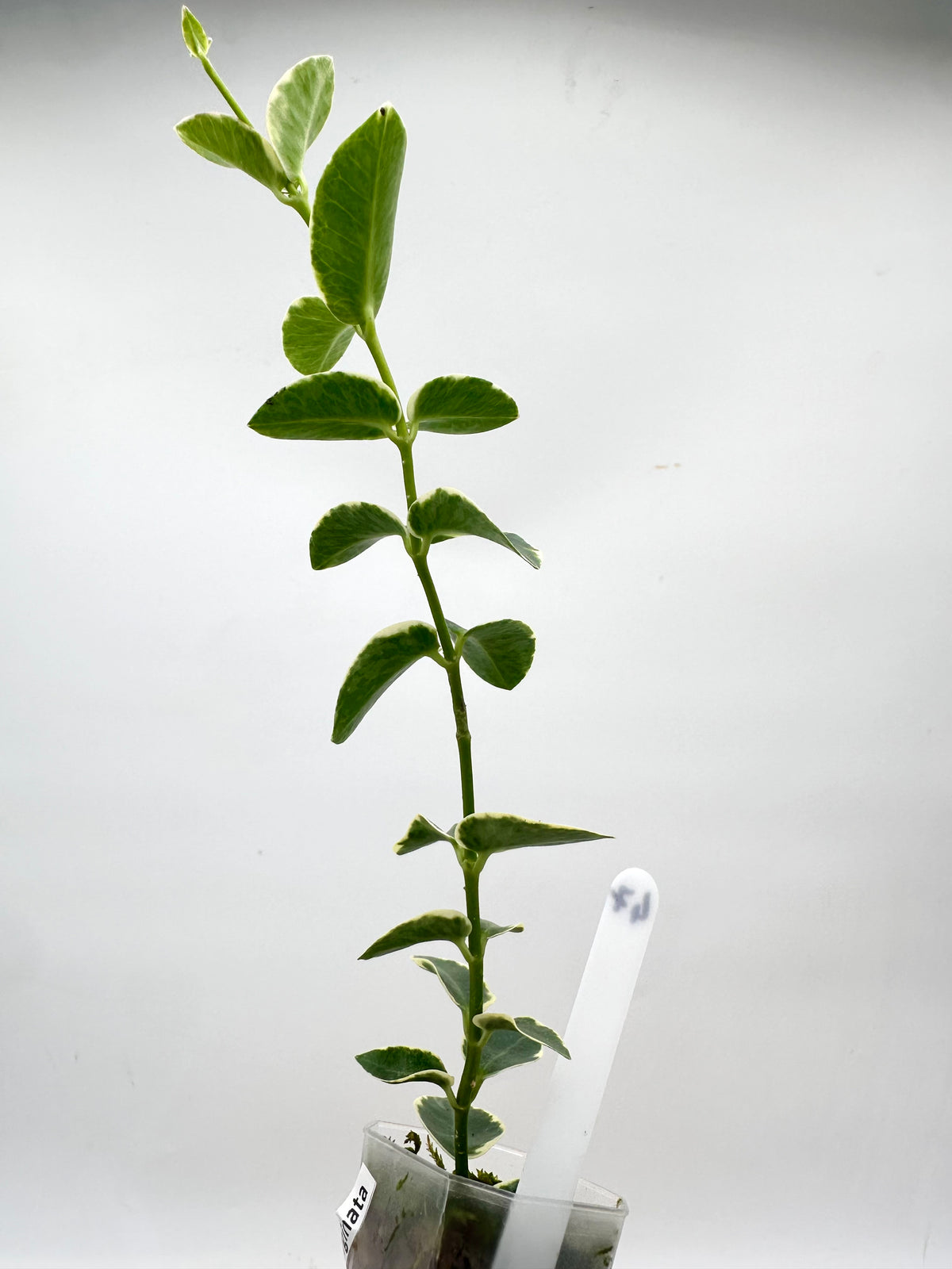 Hoya Cumingiana Albo Variegated