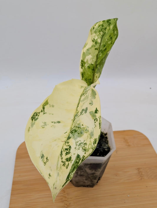 Aglaonema Manila Pride Variegated
