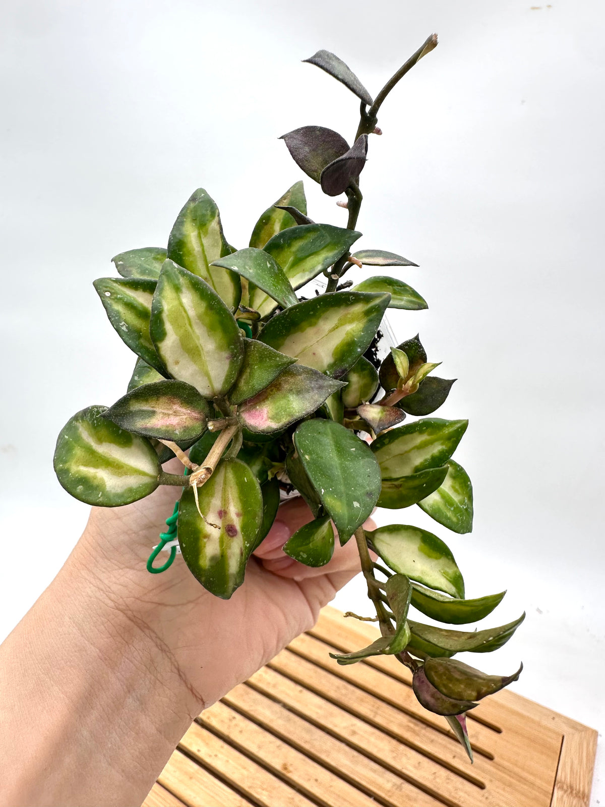Hoya Lacunosa Red Bruno Variegated