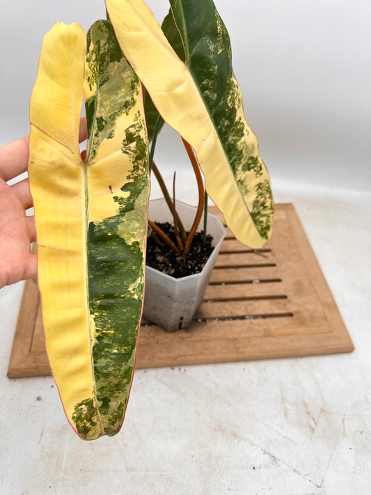 Philodendron Billietiae Variegated