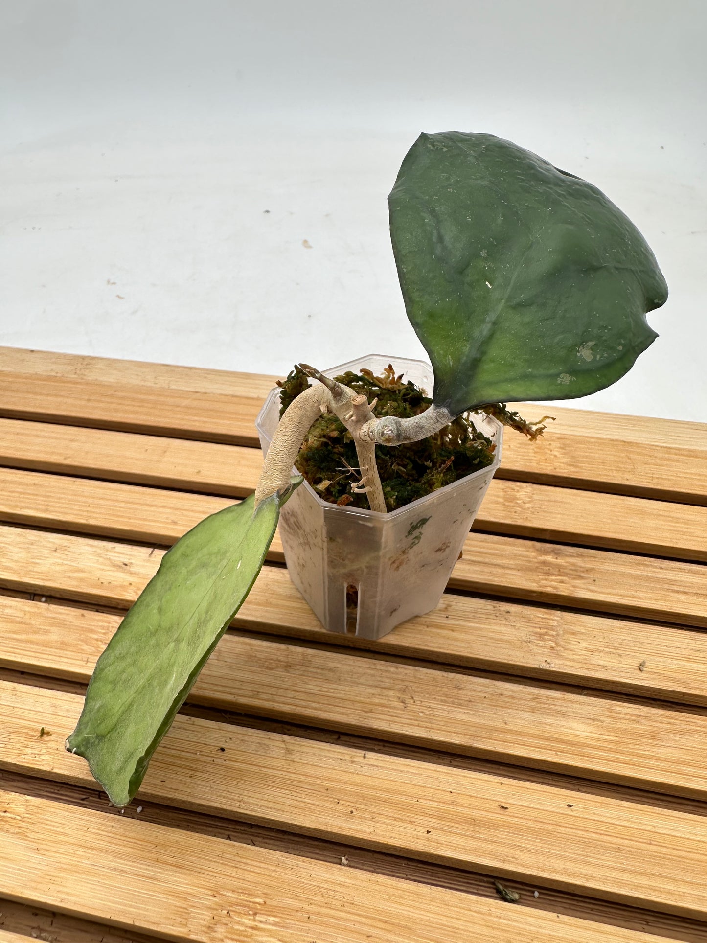 Hoya Ricardo