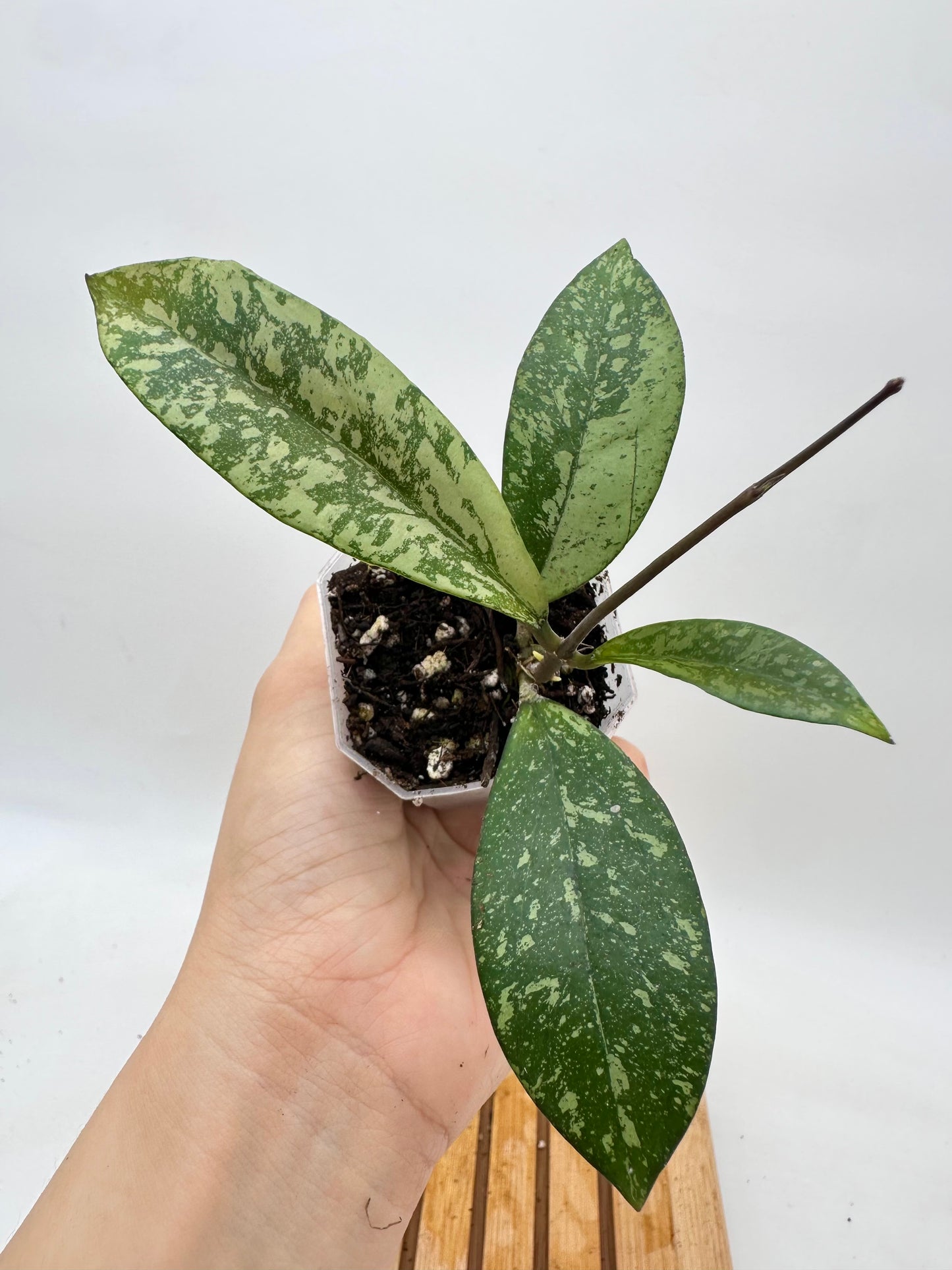 Hoya Crassipetiolata x Michelle Silver Splash