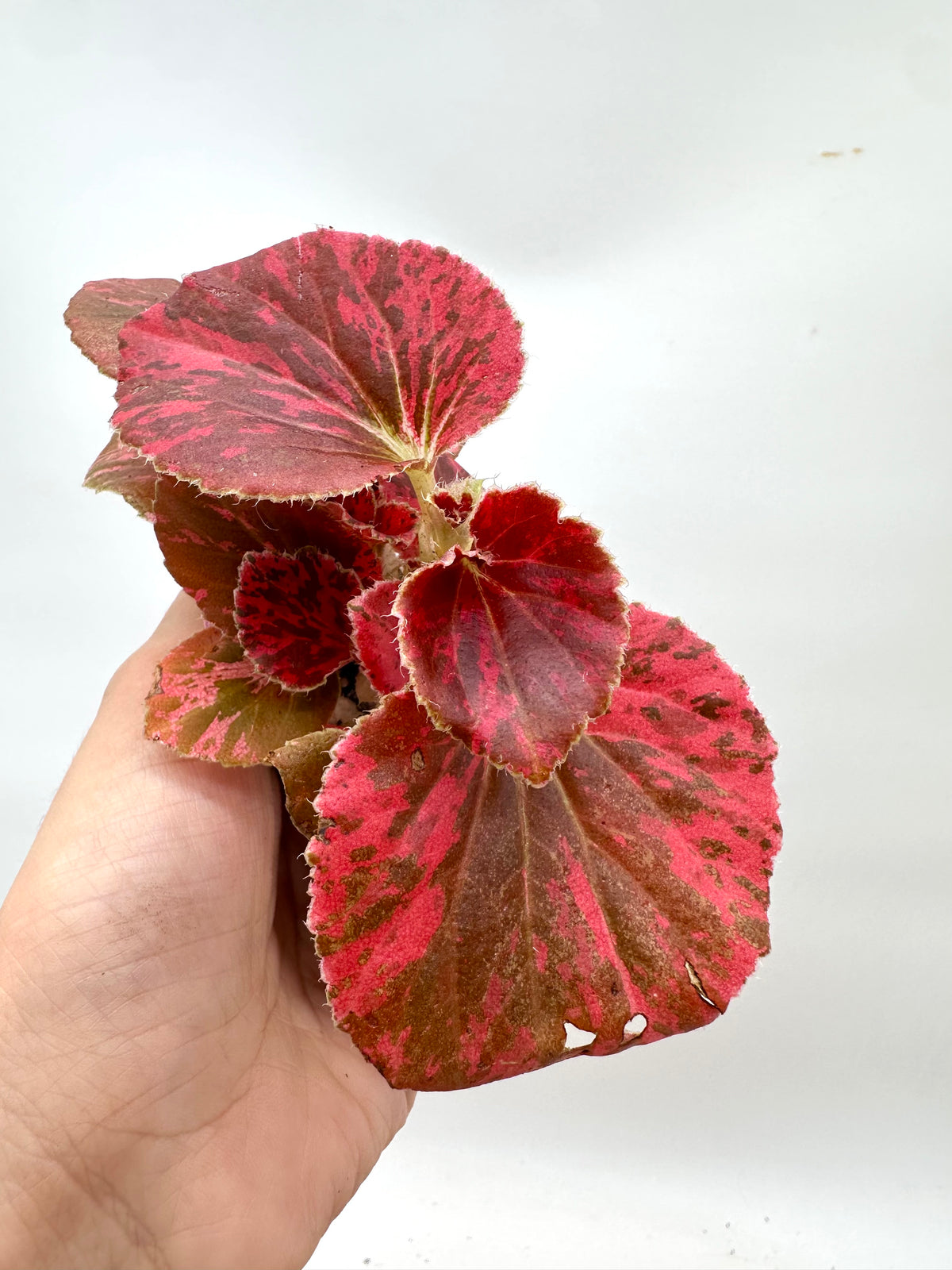 Begonia Semperflorens Red Variegated