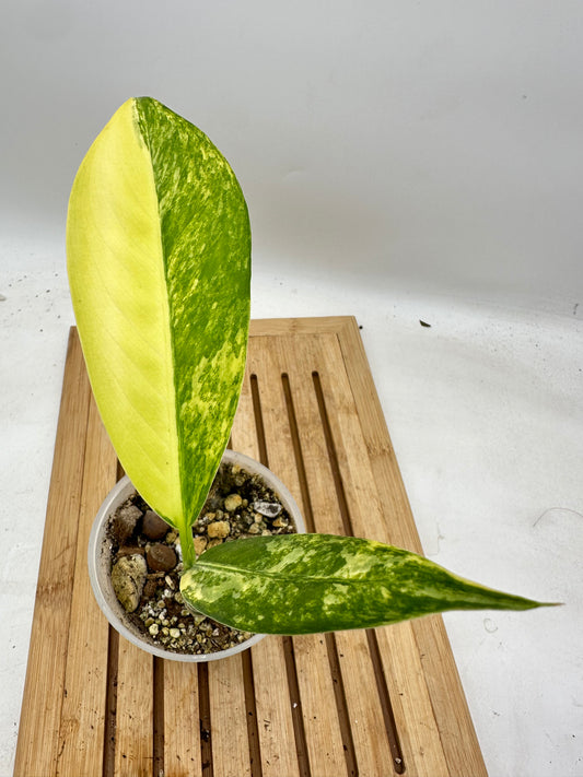 Black Friday Sales - Dieffenbachia ‘Big Ben’ Variegated