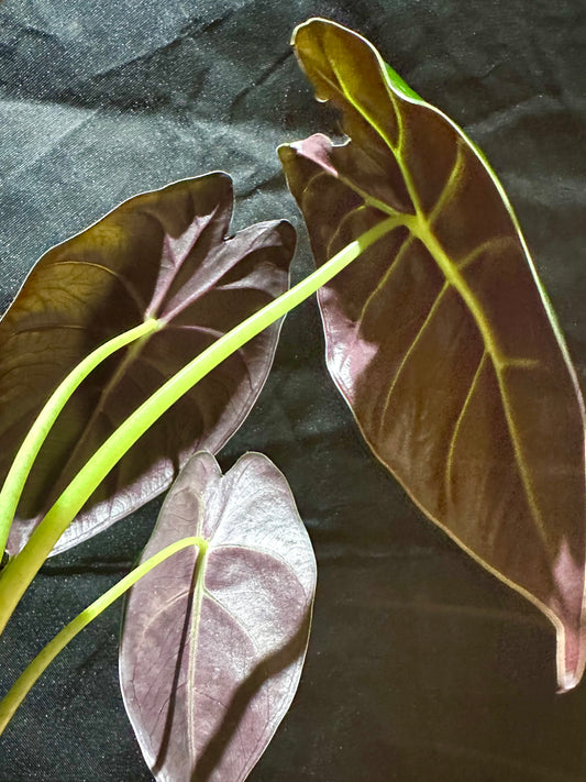 Alocasia Golden Bone CORM