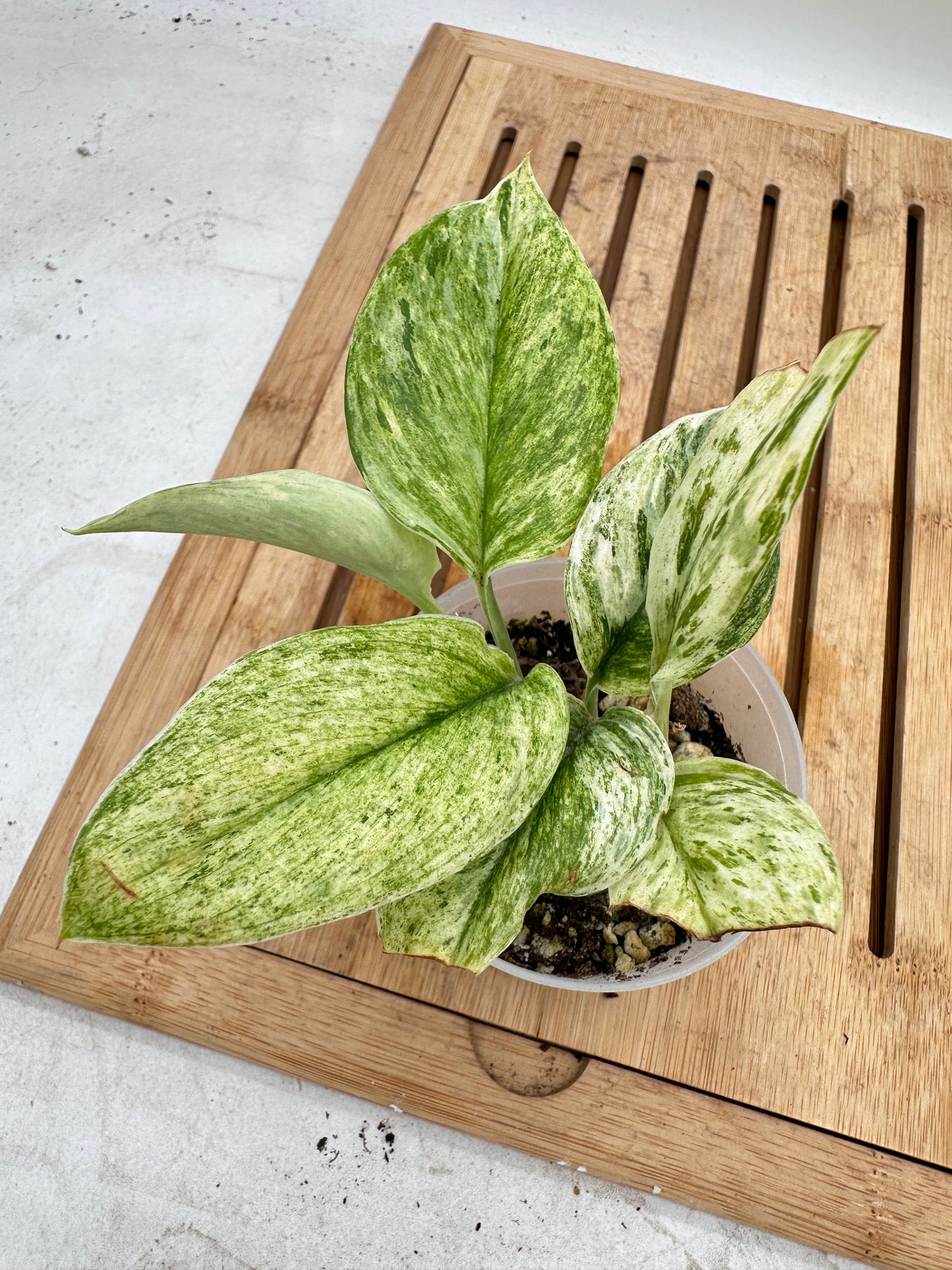 Scindapsus Super Star