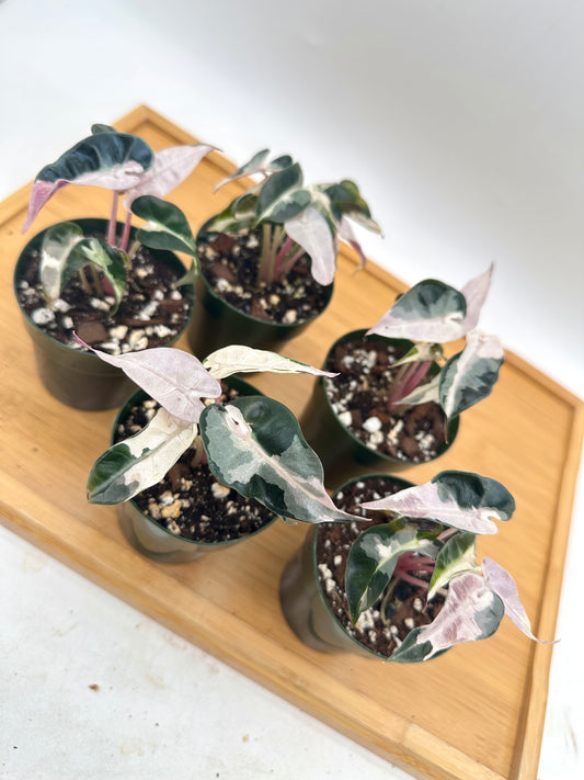 Alocasia Bambino Lava Pink Variegated