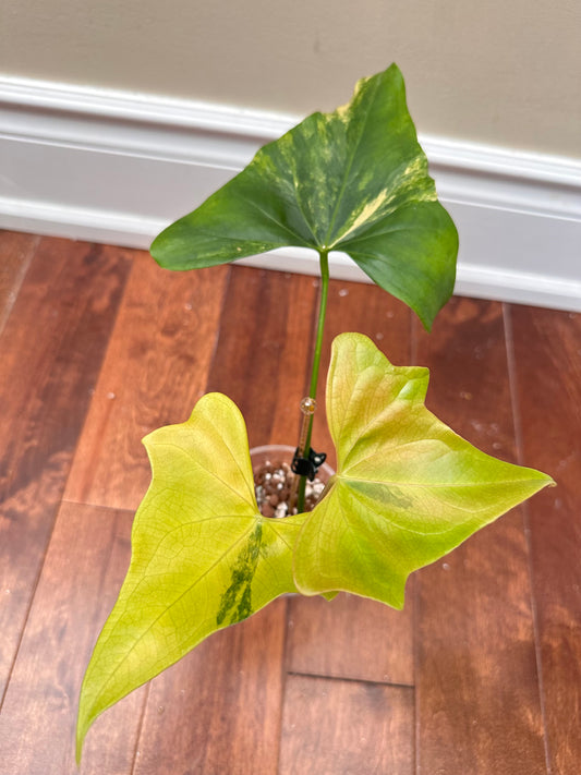 Anthurium Pterodactyl Variegated