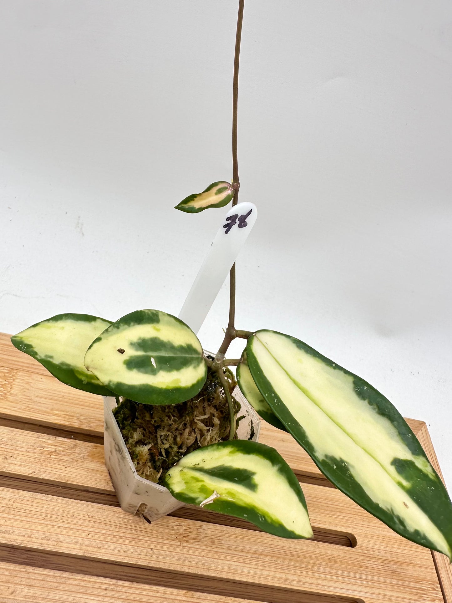 Hoya Acuta Inner Variegated