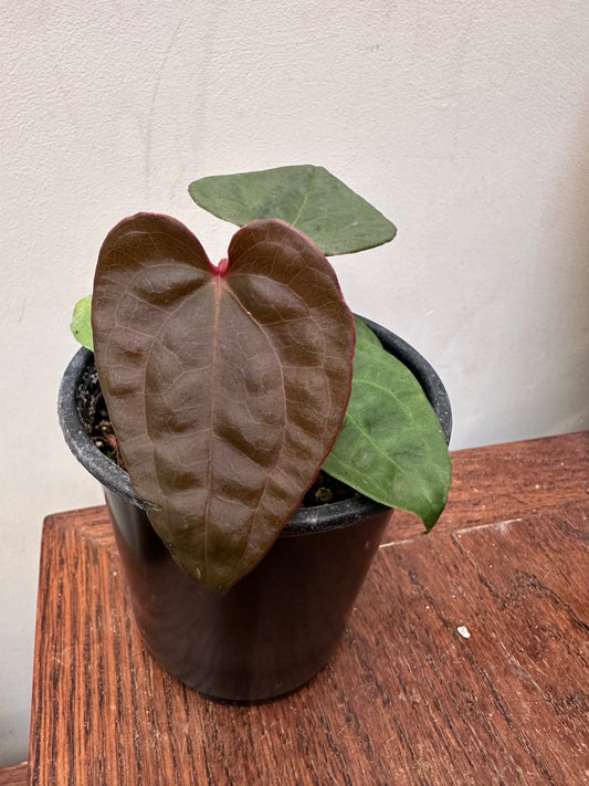Anthurium Luxurians Dark - Thanksgiving Sale