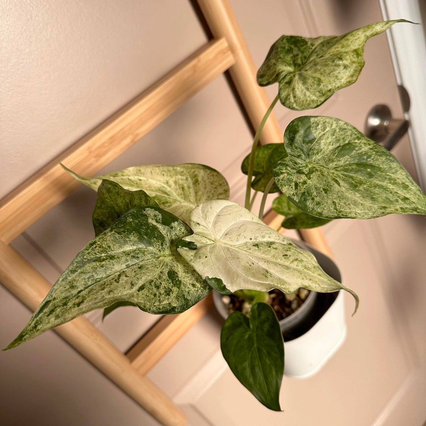 Variegated Alocasia Cucullata Mint/White CORM - August Sale