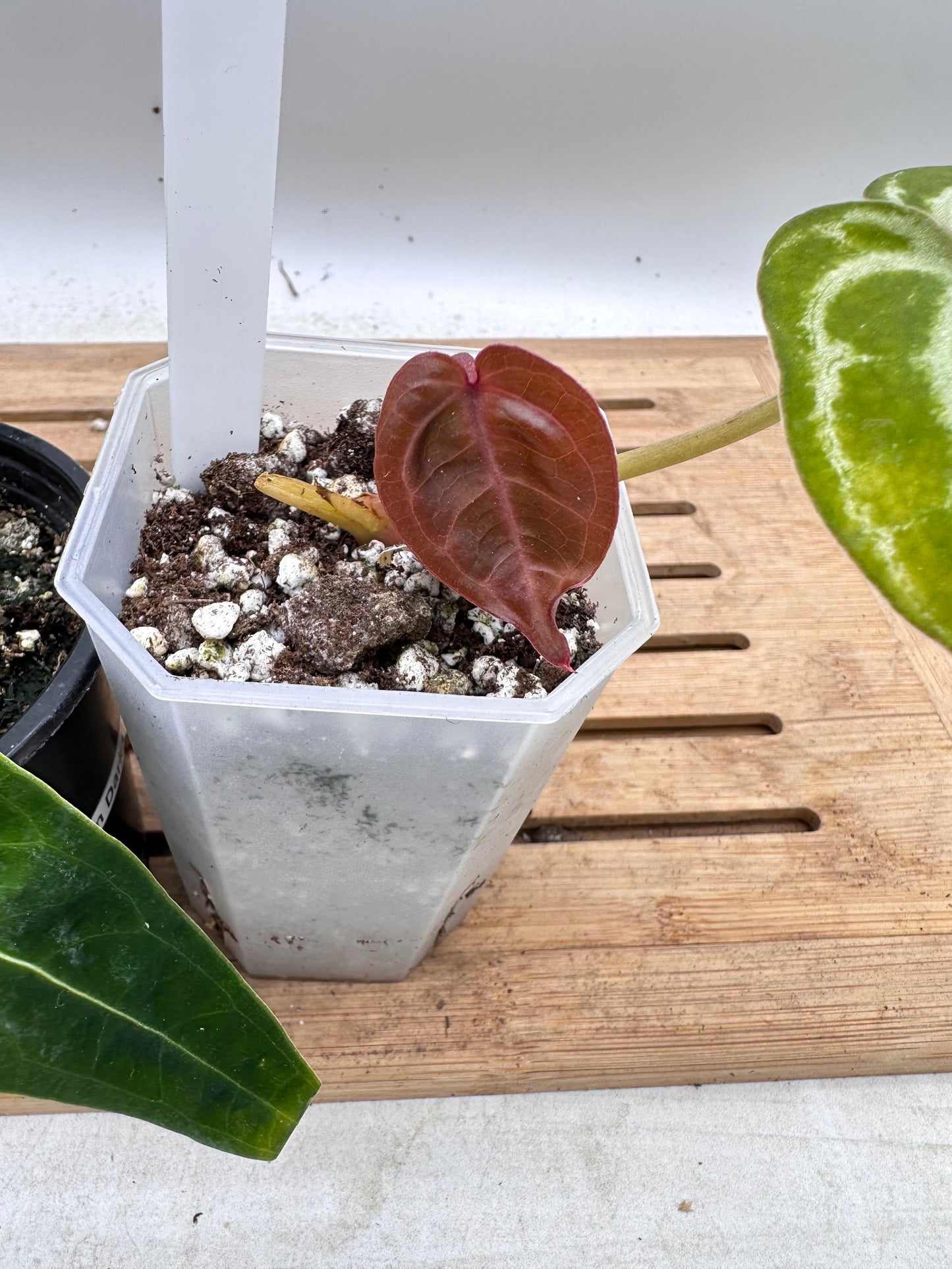 Combo Sale - Anthurium Red Tiger & Warocquenum Queen