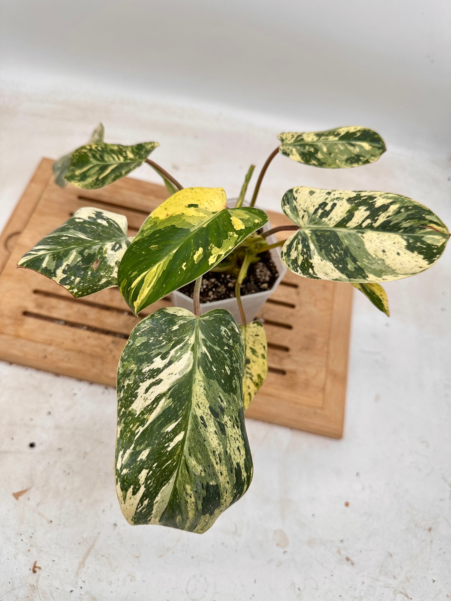 Philodendron Ice Emerald Queen