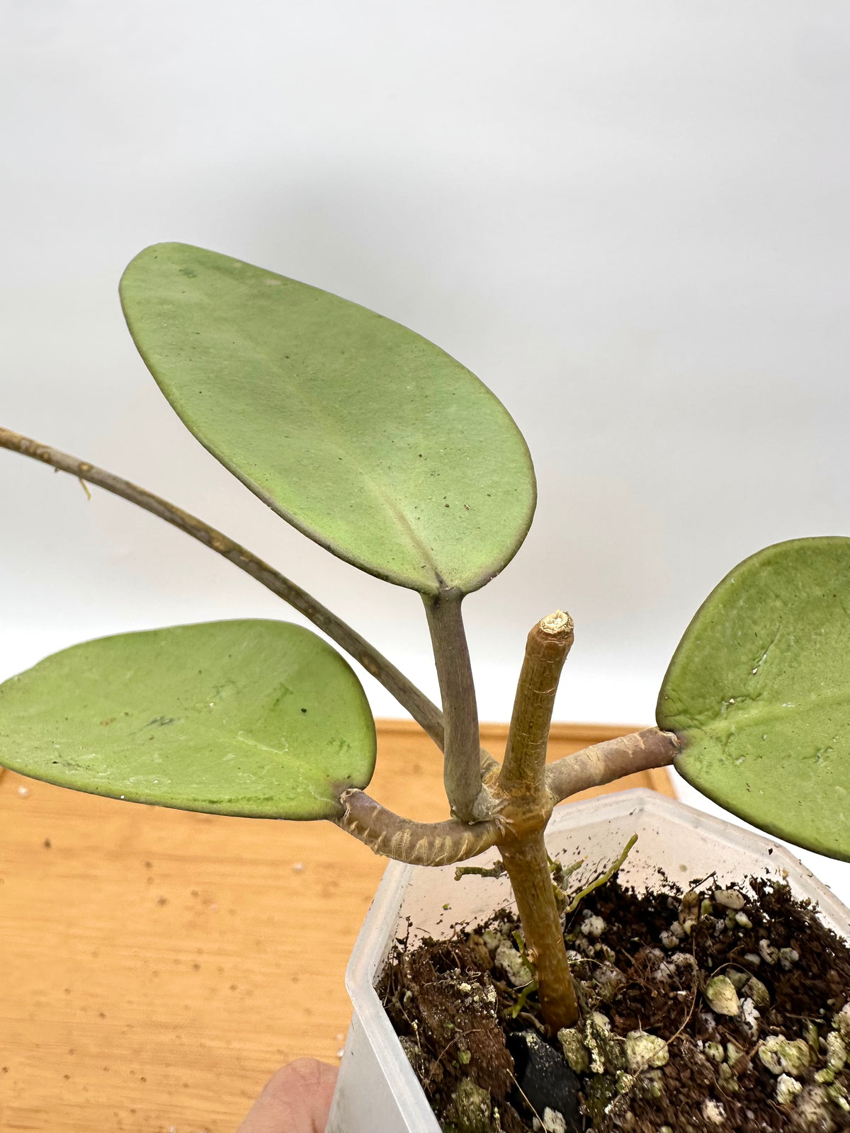 Hoya Silver Dollar