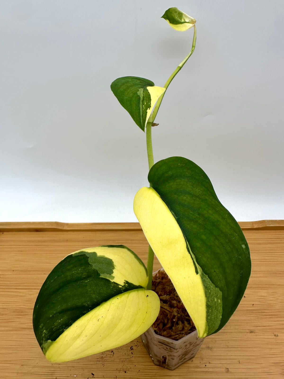 Scindapsus Jade Satin Aurea Variegated