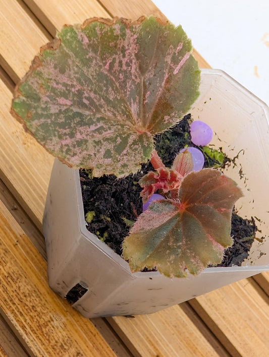 Begonia Cucullata Pink Variegated 🩷