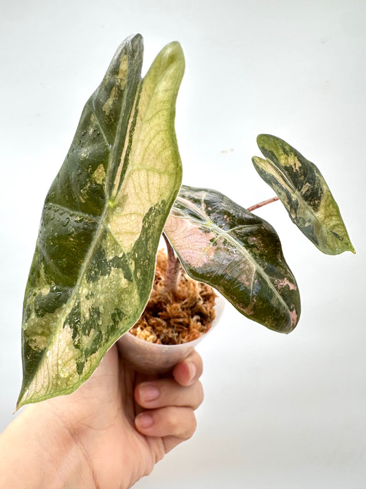 Alocasia Psuedo Sanderiana Albo Pink Variegated
