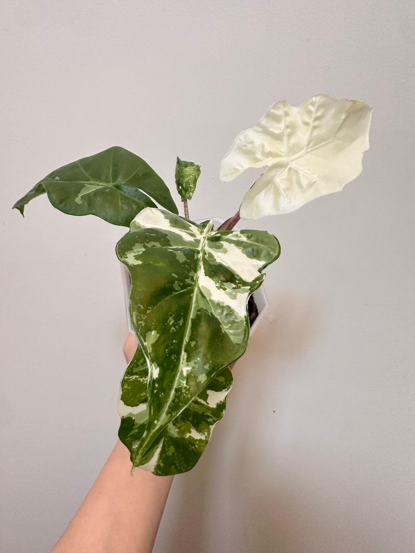 Alocasia Low Rider Albo Variegated