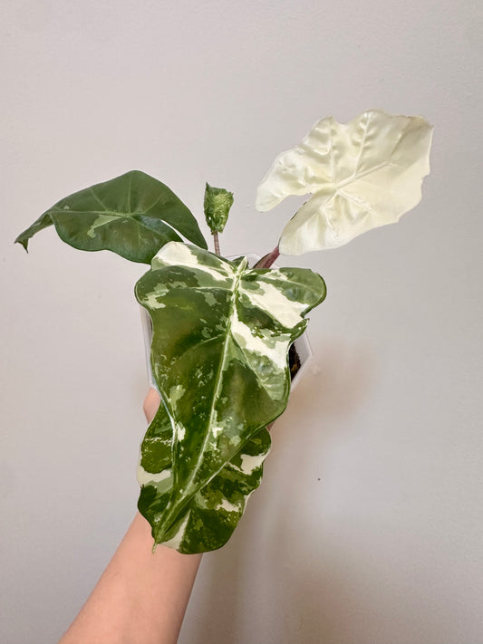 Alocasia Low Rider Albo Variegated