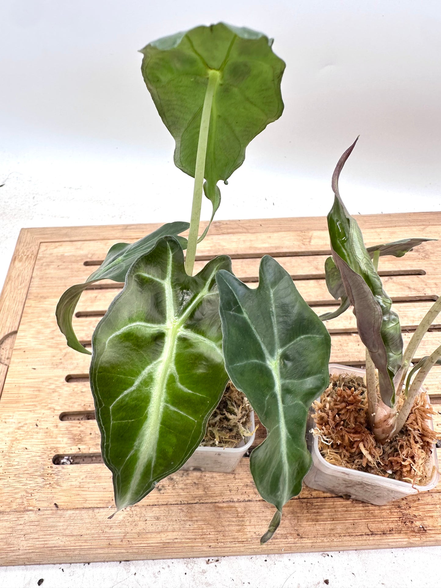 Alocasia Venom